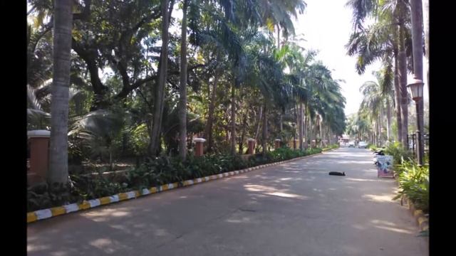 Растения Южного Гоа, Индия смотреть онлайн