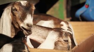 Моя будущая профессия - фермер.