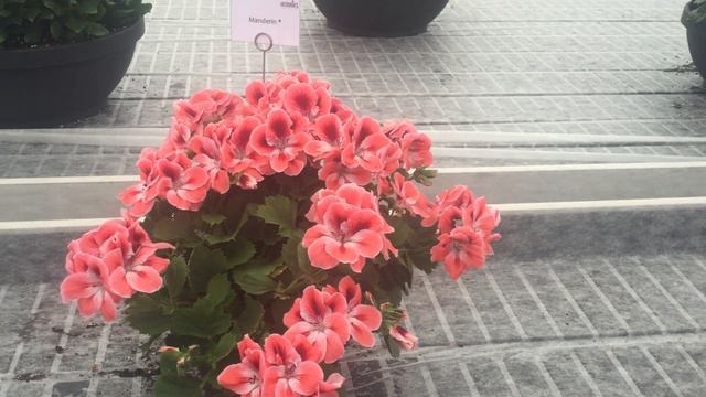 Manderin - Pelargonium Grandiflorum смотреть онлайн