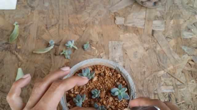|| POTTING LEAF PROPAGATION PUPS ||