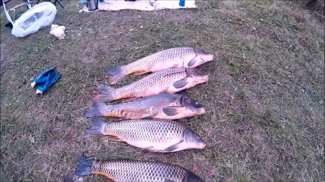 #подводнаяохота# Spearfishing With Knestyapin Denis