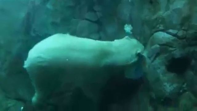 Polar bear underwater Упорный и непоколебимый (фрагмент1) смотреть онлайн
