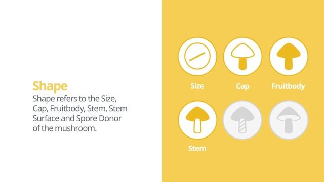 False chanterelle (Hygrophoropsis aurantiaca) | Shape | Practical Short Profile | Shroomers смотреть онлайн