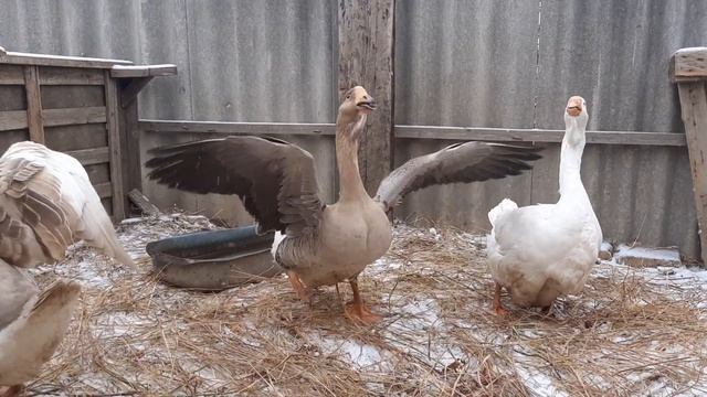Холмогор қаздары Оралда.Гусак глинистый (жёлтый) окрас гусыни серая и белая.15.11.21.ж. смотреть онлайн