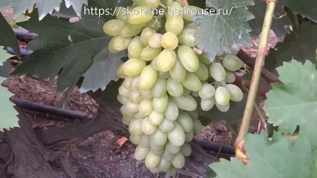 Сорта винограда Кишмиш Арсеньевский 2017 смотреть онлайн