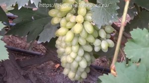 Сорта винограда Кишмиш Арсеньевский 2017