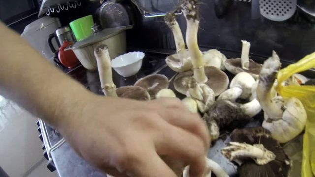 шампиньоны смотреть онлайн