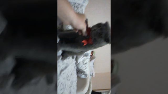 Когда кошка обижается смотреть онлайн