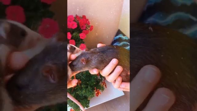 Новая крыса(порода хаски) смотреть онлайн