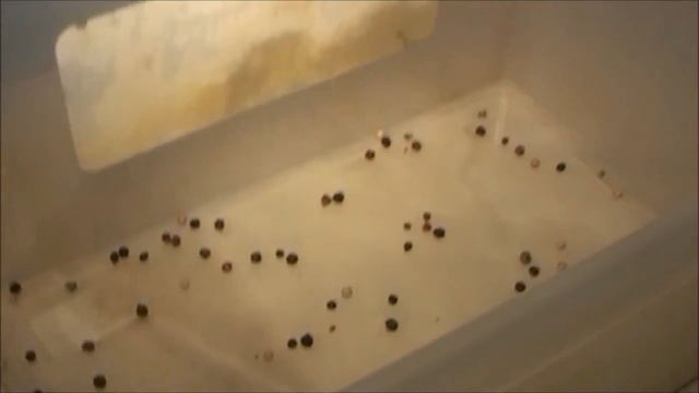 Как засолить семгу дома (простой рецепт) смотреть онлайн