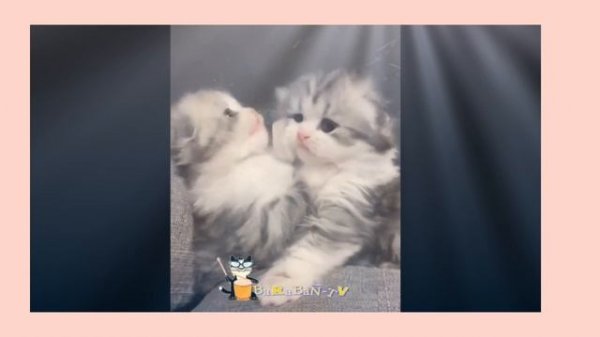 катята милые пушистые 3