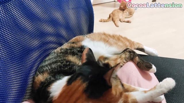 甘えん坊猫が、史上１番の変わった "お手" をしてきました… смотреть онлайн