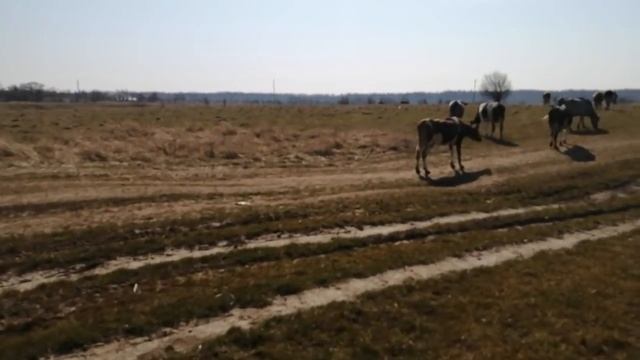 У НАС ЖАРА+16!ИДЕМ НА ПАСТБИЩЕ!НАШЕ СТАДО!НОВОСТИ! смотреть онлайн