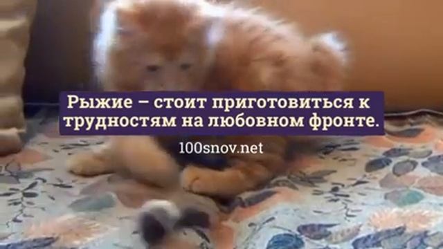 К чему снятся коты смотреть онлайн