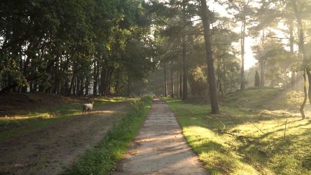 Медитация королевской энергии, состояния тотального спокойствия и могущества смотреть онлайн