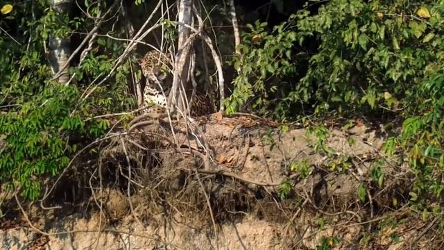 Jaguar vs croco combat à mort!!! incroyable!! смотреть онлайн