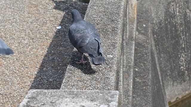 Z 100-400mmが買えないアナタ（ワタシ）にオススメ！DX 50-250mmはやっぱり凄い！ смотреть онлайн