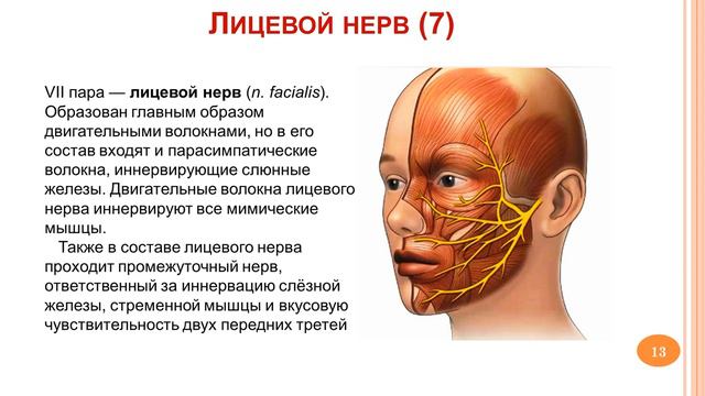 Черепно мозговые нервы_12