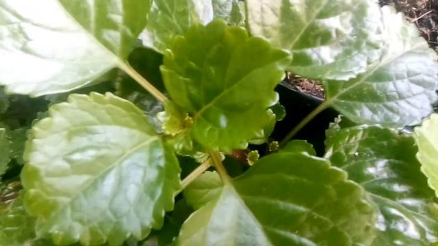 Swedish ivy смотреть онлайн