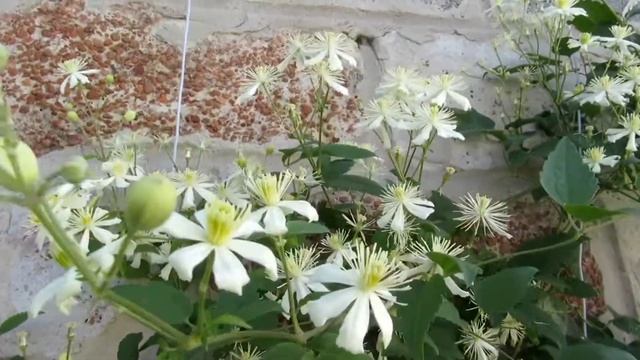 Княжик "Поль Фаргез" смотреть онлайн