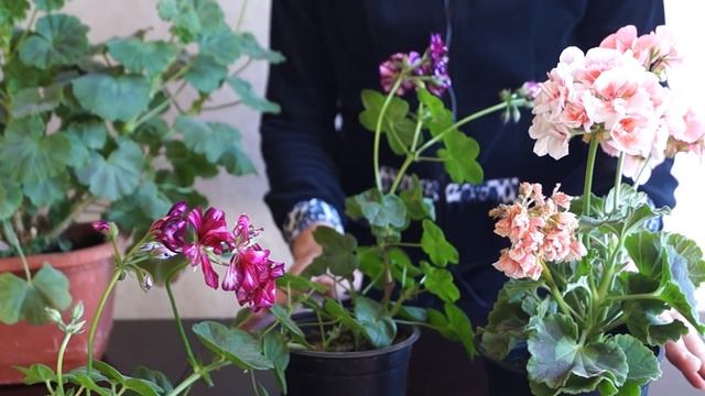 Герань. Секрет пышного цветения. Еще больше цветов на пеларгониях смотреть онлайн