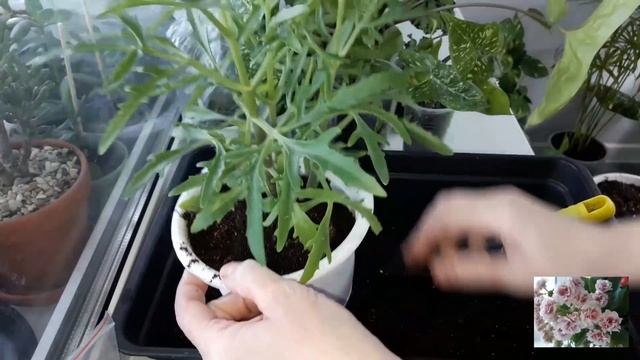 КОМНАТНЫЕ ЦВЕТЫ.МАРНИЕРА,АИХРИЗОН,СИНГОНИУМ ПАНДА.ЦВЕТОЧНЫЕ ДЕЛА. смотреть онлайн