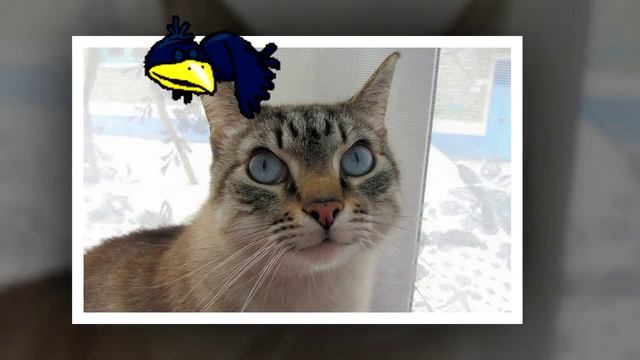 Мартовские коты смотреть онлайн