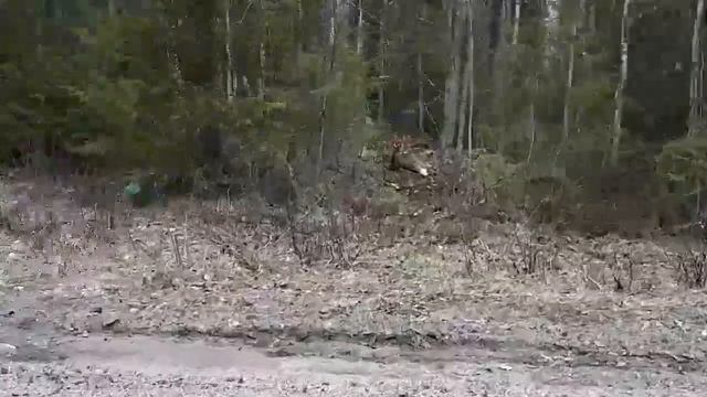 Лисы в Беломорске