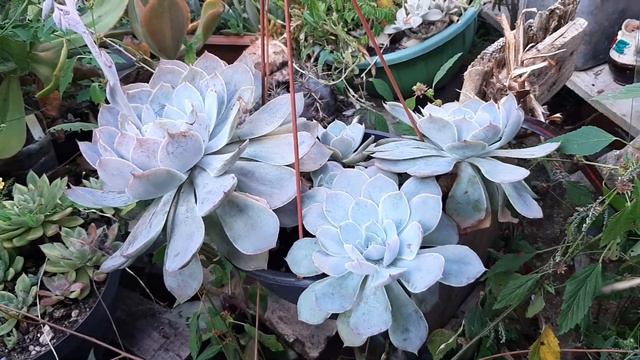 Echeveria Morning Light смотреть онлайн