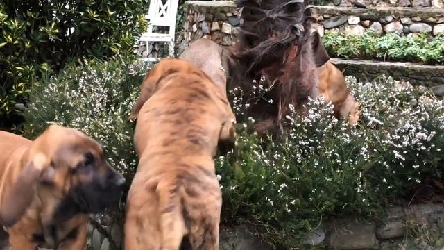 Funny animals - Fila Brasileiro смотреть онлайн