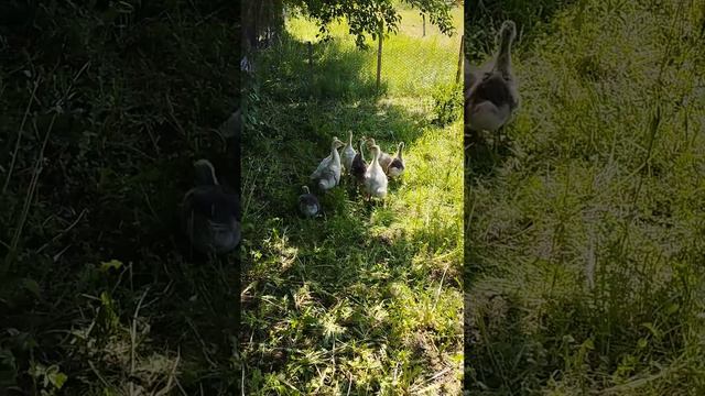 Днём в Новом Поле.Гусиная жизнь. смотреть онлайн