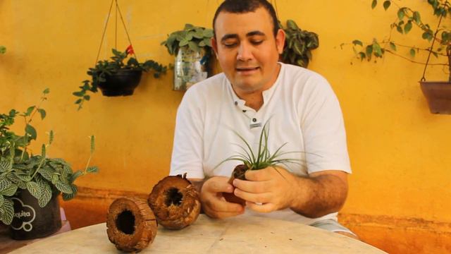Bromelia Tilansia no Coco смотреть онлайн