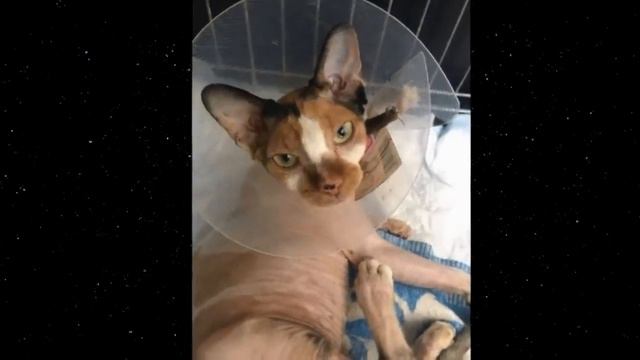 Сфинкс лежал в кустах у дороги, громко плача, но люди проходили мимо... смотреть онлайн