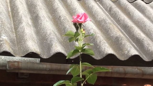 Розы на даче. смотреть онлайн