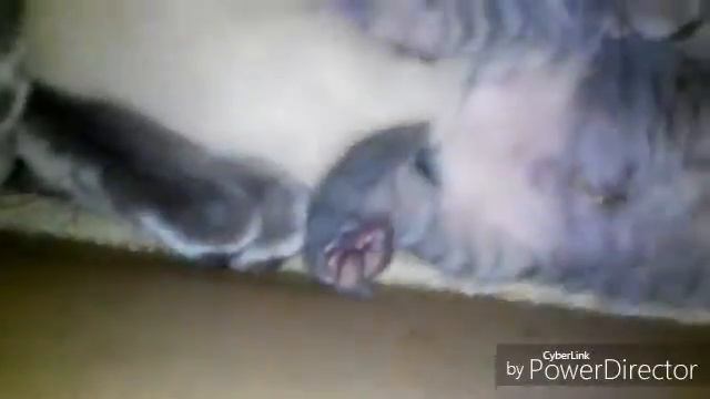 У меня есть тату?!|Мой день с питомцами|(1 часть)|(А.М.) смотреть онлайн