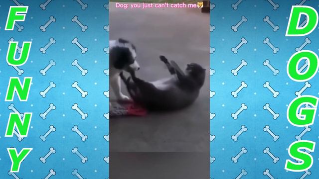 Подборка самых забавных видео с собаками. Funniest Dog Video Compilation. смотреть онлайн