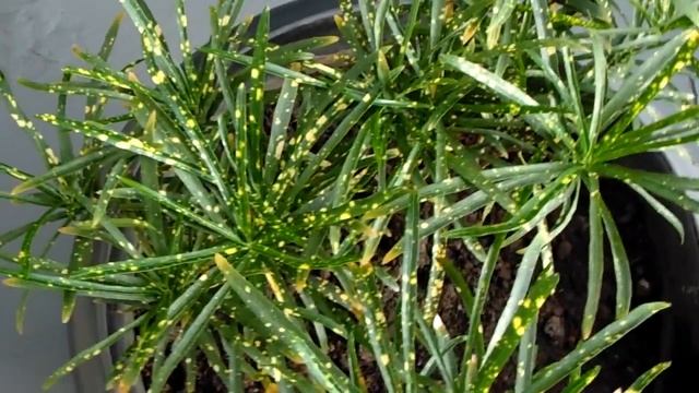 Punctatum Aureum Croton - Pictum Croton