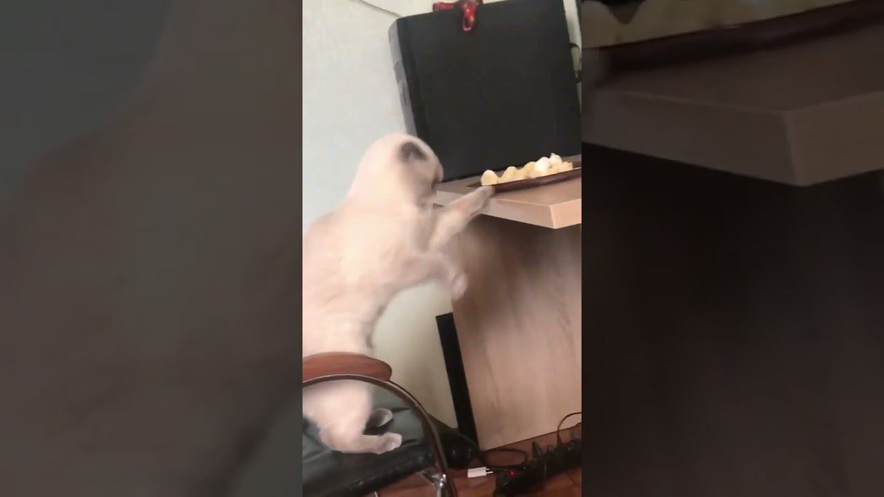 Все любят пельмешки #пельмени смотреть онлайн