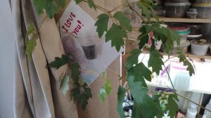 Размножение Циссуса (Березка) - мой опыт!