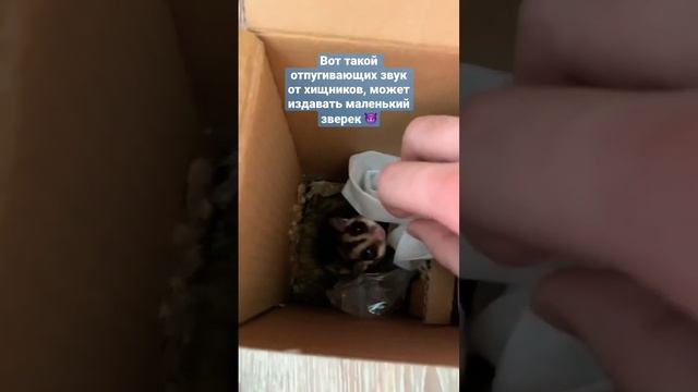 Сахарный поссум издает страшный звук!? #сахарныйпоссум #белка #зверь #дружба #атакатитана #телеграм смотреть онлайн