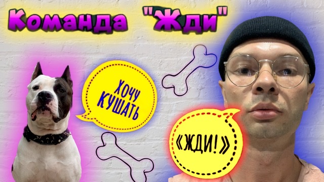 Как научить маленького щенка команде «Жди», «Есть по команде» смотреть онлайн