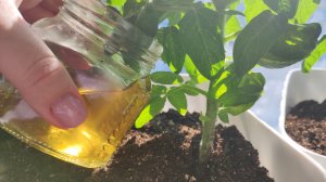 За НЕДЕЛЮ у ТОМАТОВ Стебель ТОЛЩЕ МИЗИНЦА! Поливаю Рассаду Вот Таким Отваром!