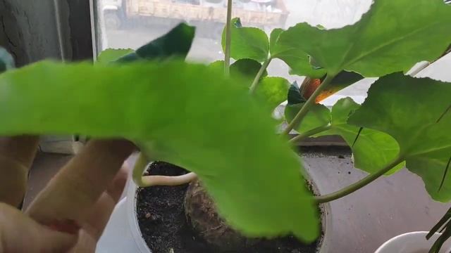 16.04.21.мои цветы на работе.. кливия цветет.. на кактусах бутоны.. смотреть онлайн
