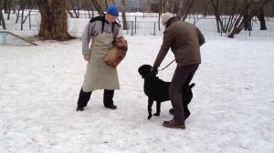 Кане Корсо защита