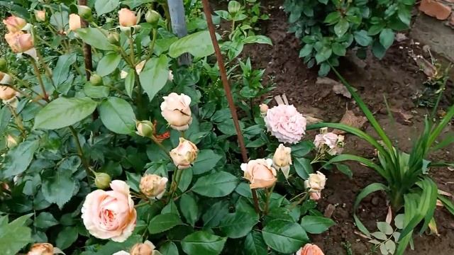 Сладкая парочка! Фламентанс+алхимист! смотреть онлайн