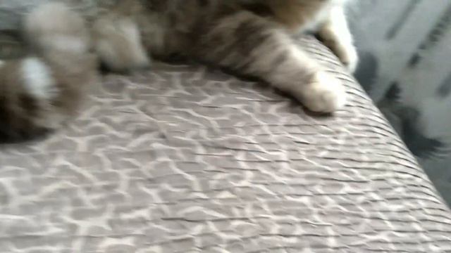 Большой Котенок говорит ОТСТАНЬ. Самое милое видео! смотреть онлайн