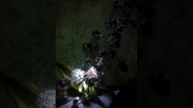 Bunga dracaena смотреть онлайн