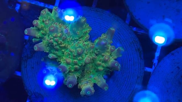 Australian Acro «REEF EXCLUSIVE» смотреть онлайн