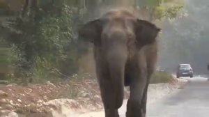 🐘 Слон  атакует людей какая жесть!