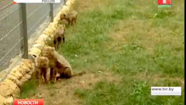 Тройняшки дальневосточного леопарда смотреть онлайн